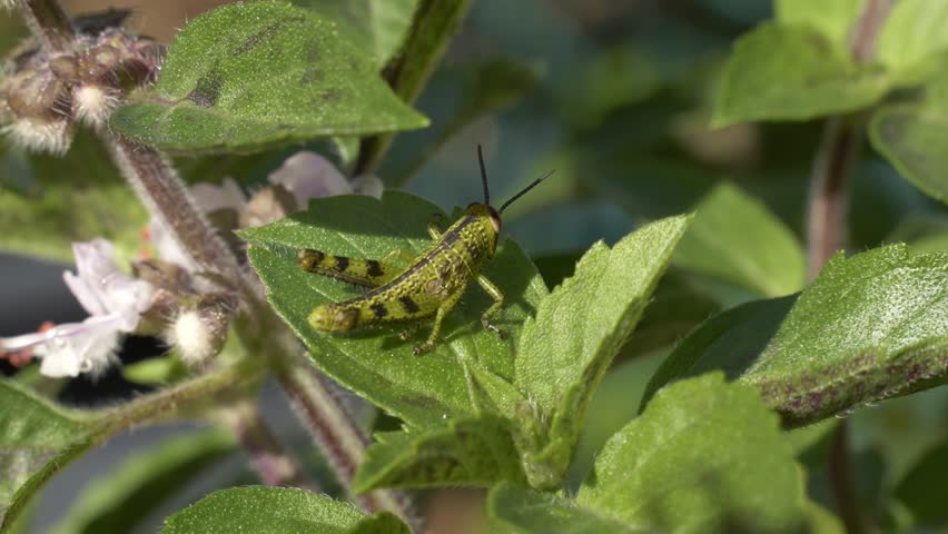 Grasshopper Nymph Resting On Green Leaf - Close Up