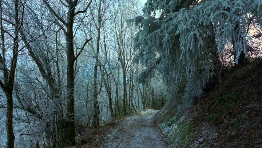 Scenic winter forest road covered with frost and light snow. Frozen trees and evergreen branches create a peaceful cinematic landscape. Cold morning atmosphere in a quiet woodland. No people.