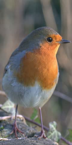 Robin (Erithacus rubecula) in closeup standing on a stone wall on a windy day. December, Kent, UK [Half speed] Vertical