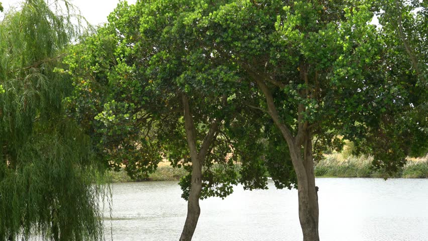 Weeping willow and oak trees by the lake