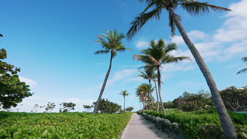 Camera moves forward along a tropical pathway lined with palm trees under a clear blue sky.