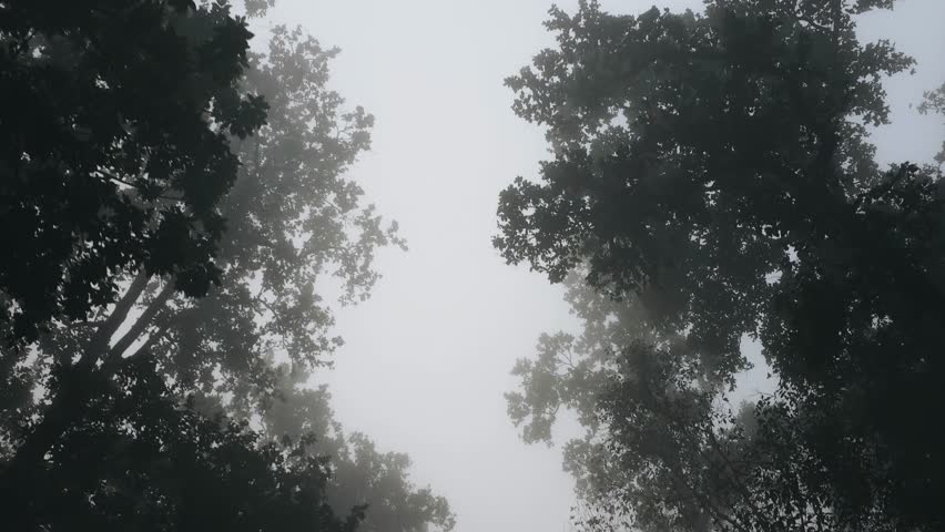 Trees reach into foggy sky, Kanha national park, tiger reserve Madhya Pradesh India Asia