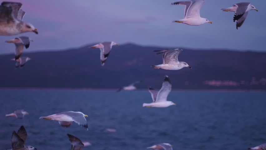 Flock of seagulls flying above sea at sunset with hills in background