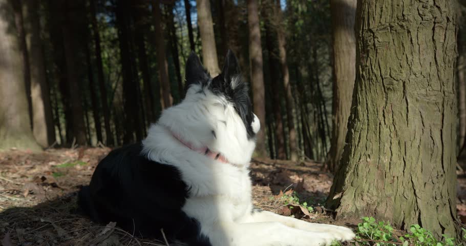 A black-and-white Border Collie lies peacefully on the forest floor on a sunny day, looking around.