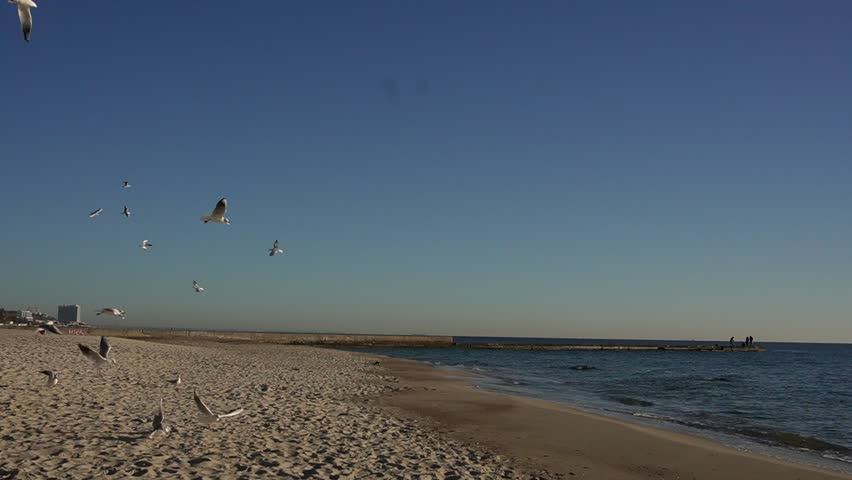 Seagulls flying over sandy beach with sea waves and breakwater on sunny day
