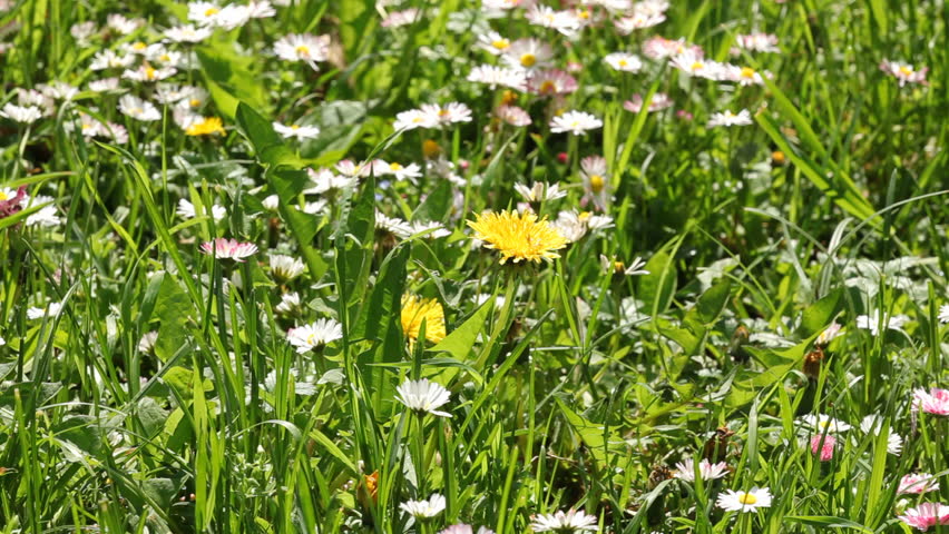 Green meadow with dandelion and daisy flowers