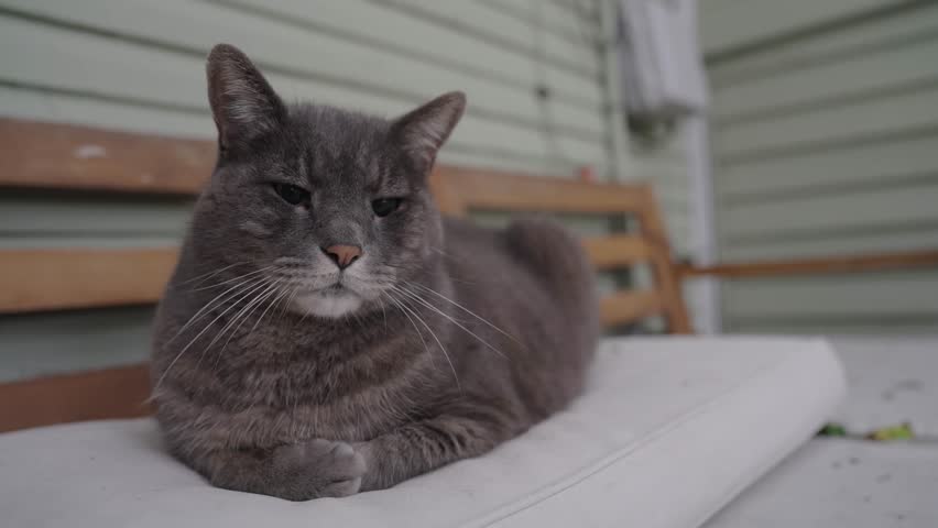 Pet Cat Getting Scratches Outside