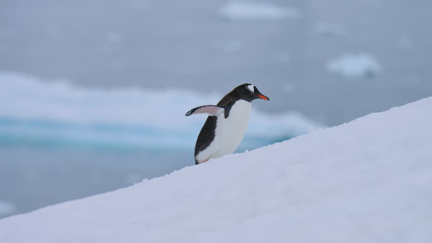 Gentoo Penguin Walking In Snow With Wings Outstretched In Danco Island, Antarctica. Tracking Shot
