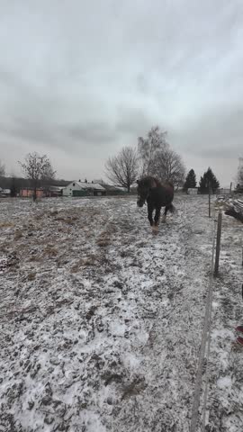 Vertical shot large brown horse walking around frozen farmyard enclosure. Rural winter animal scene ideal for agriculture, countryside, and lifestyle visuals.