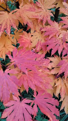 Red and Orange Leaves on a Tree in the Fall