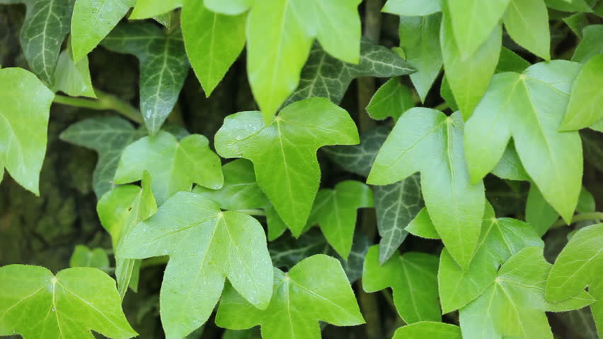 Ivy leaves