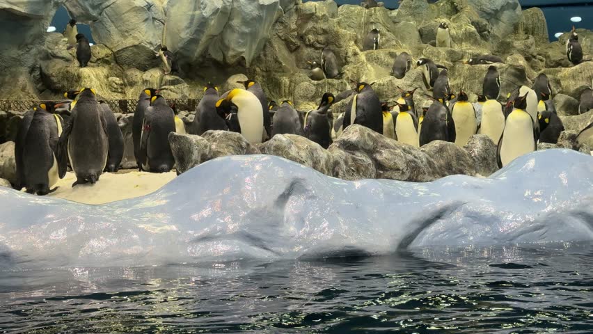 Large group of penguins standing on artificial ice and rocks beside a clear water pool in an indoor aquarium exhibit, creating a cold polar habitat scene.