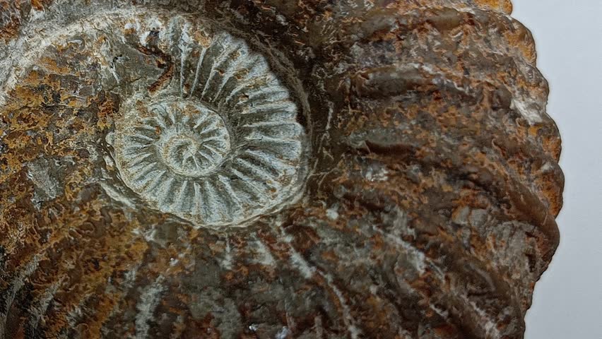 Close Up of Petrified Ammonite Fossil