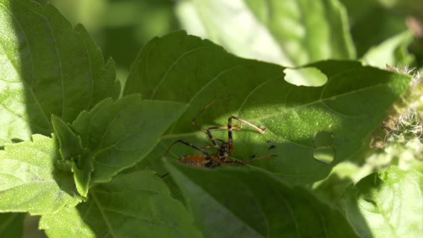 Assassin Bug Nymph On Green Leaf - Close Up