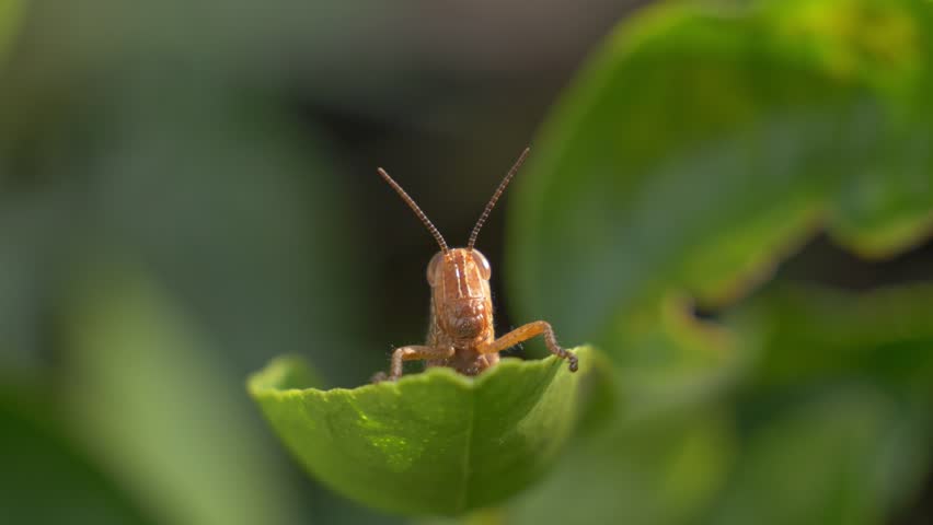 Close Up Of Grasshopper On Green Foliage