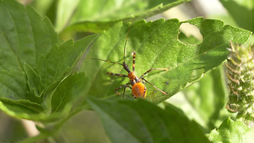 Close Up Of Assassin Bug Nymph On Green Foliage
