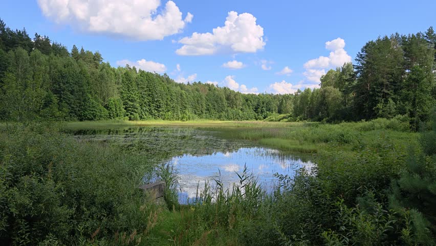 Birches, pines and fir trees grow on the shores of the lake. The branches bend over the water. The blue sky with clouds is reflected in the water. Reeds and algae grow in the water. The heron is flying. Sunny summer weather