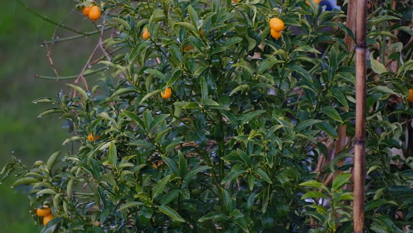 Kumquat plant under the rain in slow motion