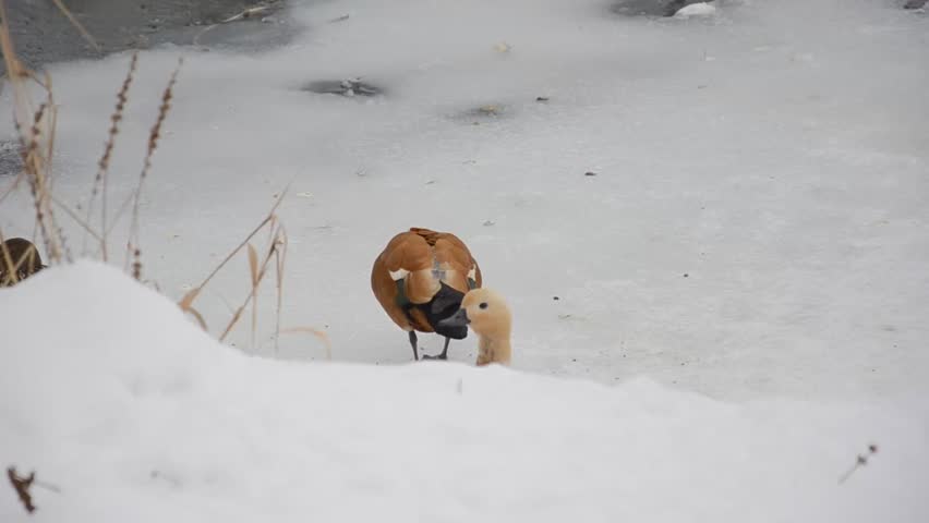 Cute ruddy ducks at the edge of the frozen lake