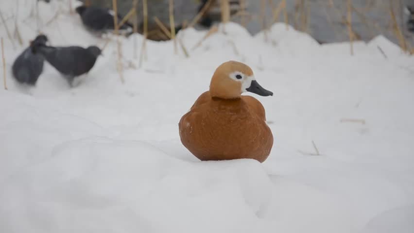 Ruddy duck on snow with pigeons in the background