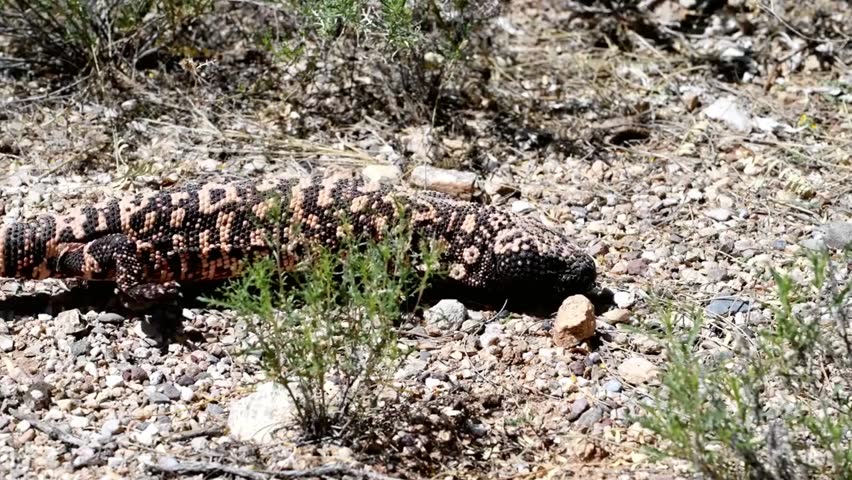 Gila monster resting among rocks and desert vegetation, showcasing its natural habitat and striking reptile details in the wild.