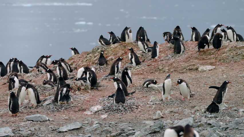 Gentoo Penguins Colony Gathered On A Rocky Cliffside Near The Water. Static Shot