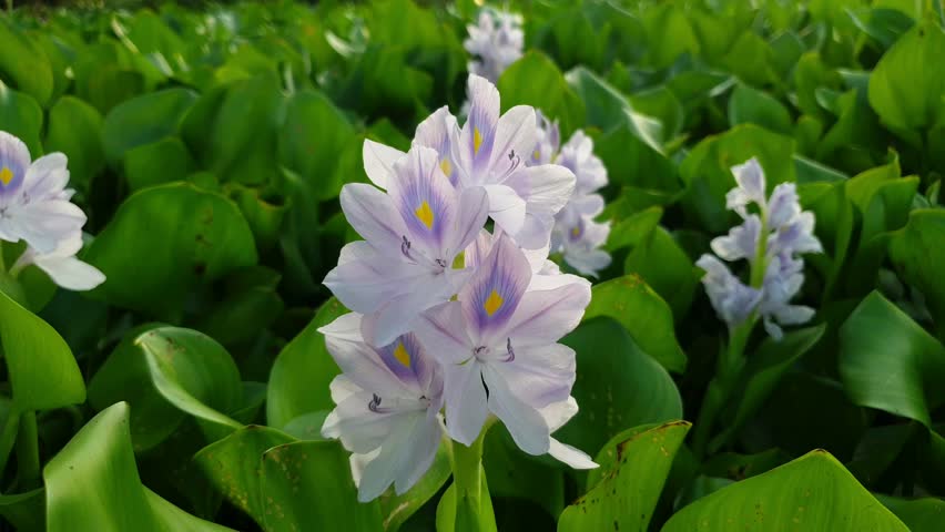 Beautiful close-up of blooming Water Hyacinth flowers in a pond with green leaves background at sunset
