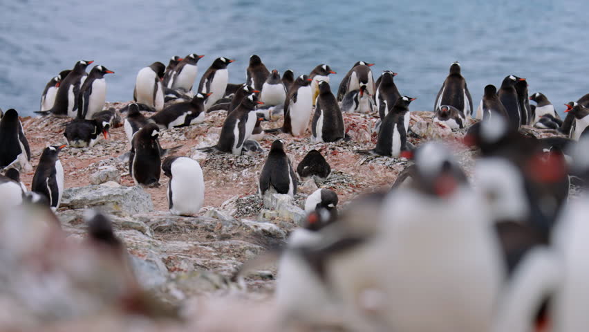 Large Colony Of Gentoo Penguins Resting On A Rocky Cliffside In The Islands Of Danco In Antarctica. Static Shot