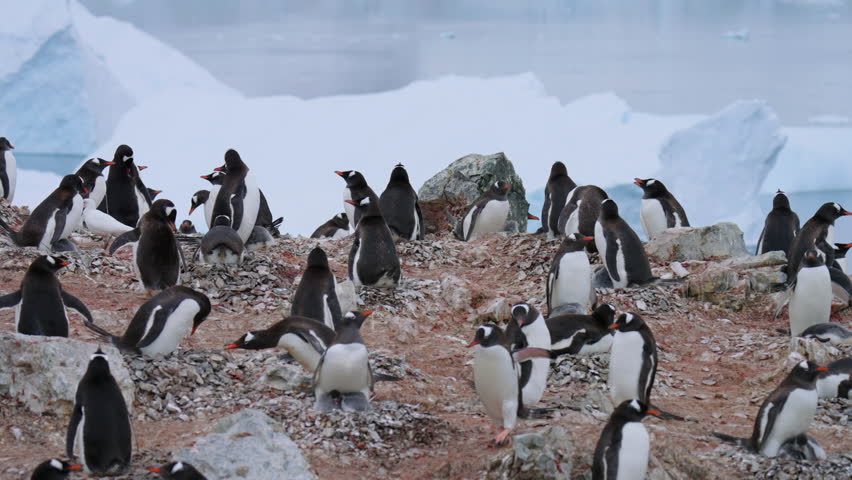 Colony Of Gentoo Penguins On A Rocky Cliffside By The Shores In Danco Island, Antarctica. Static Shot