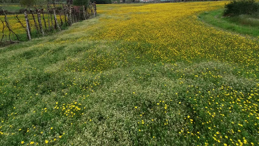 Farming yellow canola flower field