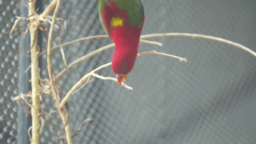 The Chattering Lory Bird in the zoo.