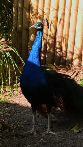 Portrait of a male peacock standing in front of the evening sun inside a zoo