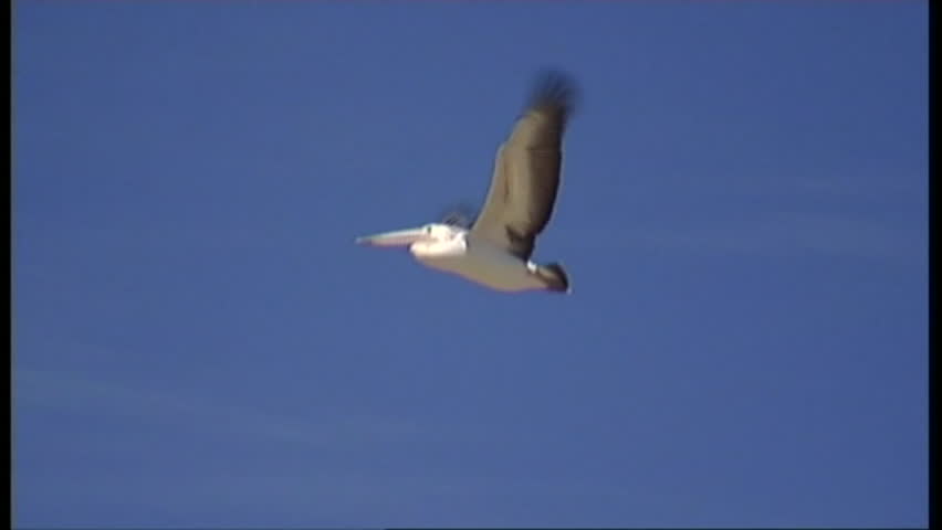 pelican flying