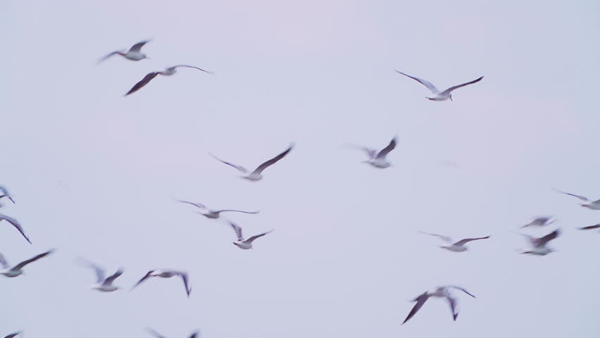 A flock of black-headed gulls (Larus ridibundus) in flight against the sky.