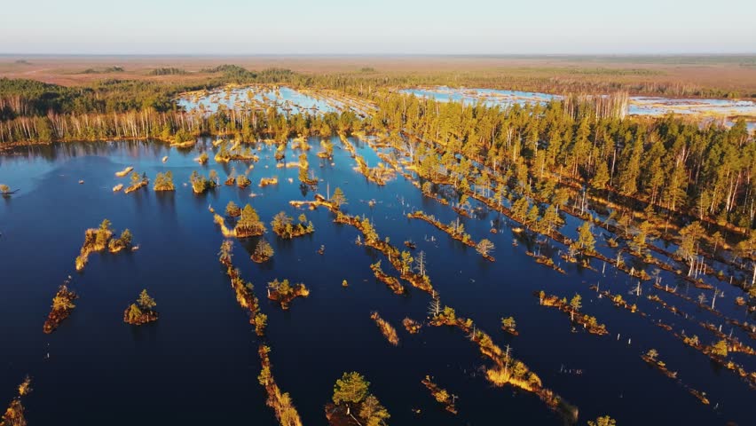 Drone flying backward revealing wide wetland forest and water at spring sunrise