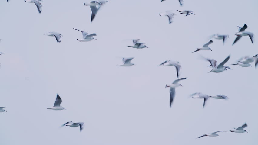 A flock of black-headed gulls (Larus ridibundus) in flight against the sky.