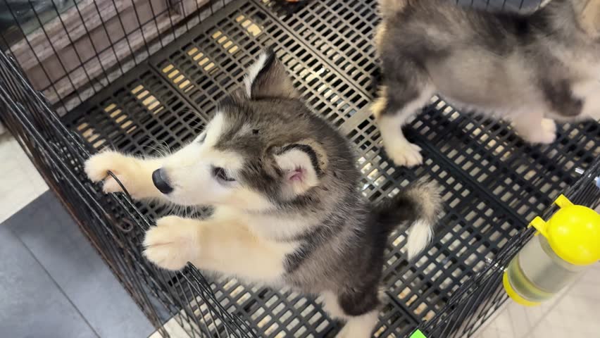 4K footage video of alaskan malamute dog puppy moving around and having fun inside the cage. Two Siberian husky and alaskan malamute puppies playing. Cute, smiling and adorable as a pet.