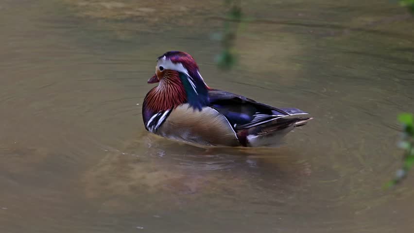 The mandarin duck, Aix galericulata is a perching duck species found in East Asia. Here at a lake in Munich, Germany