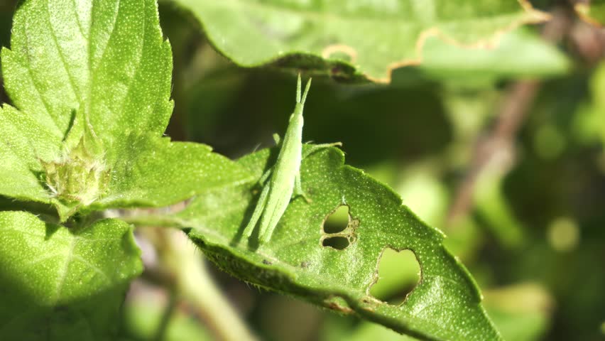 Atractomorpha (Vegetable Grasshopper) Resting On Green Leaf - Close Up