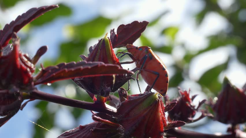 Cotton Harlequin Bug On A Plant In A Garden - Close Up