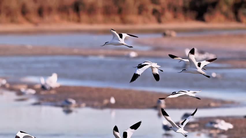 Flock of black and white birds flying over beach water and sandy shore in natural coastal habitat