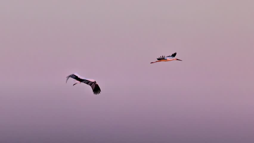 Two cranes flying in formation against a serene purple dusk sky, capturing graceful wildlife in motion during twilight hours.