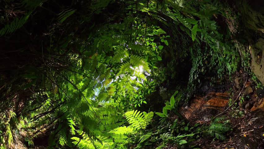 Tropical jungle canopy with bright green ferns and trees lit by sunlight. Baslay, Negros, Philippines.