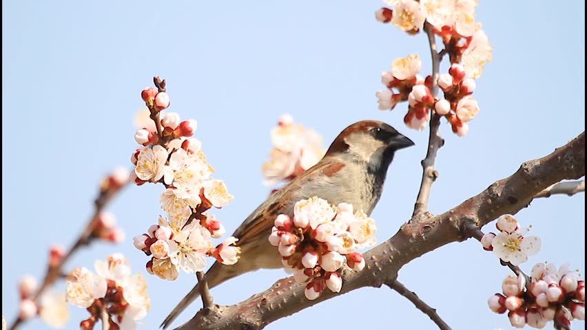 house sparrow perching on a blooming apricot tree branch with pink flowers on a sunny spring day