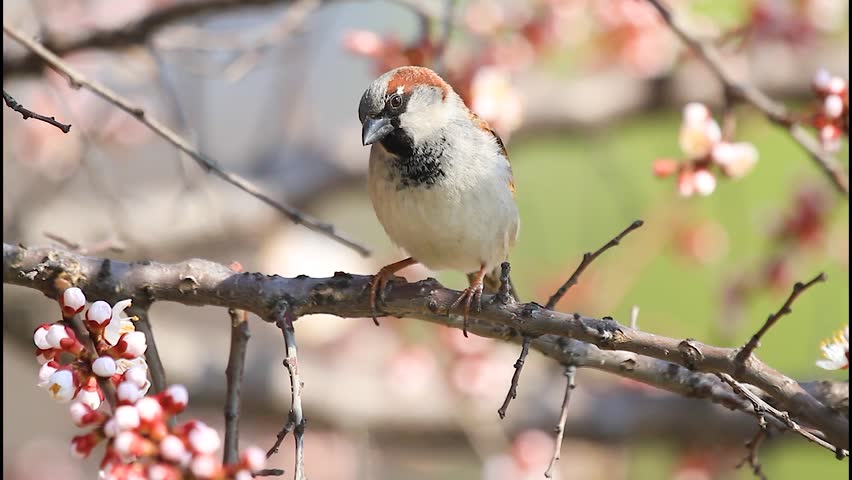 Male house sparrow perching on a blooming apricot tree branch with pink flowers