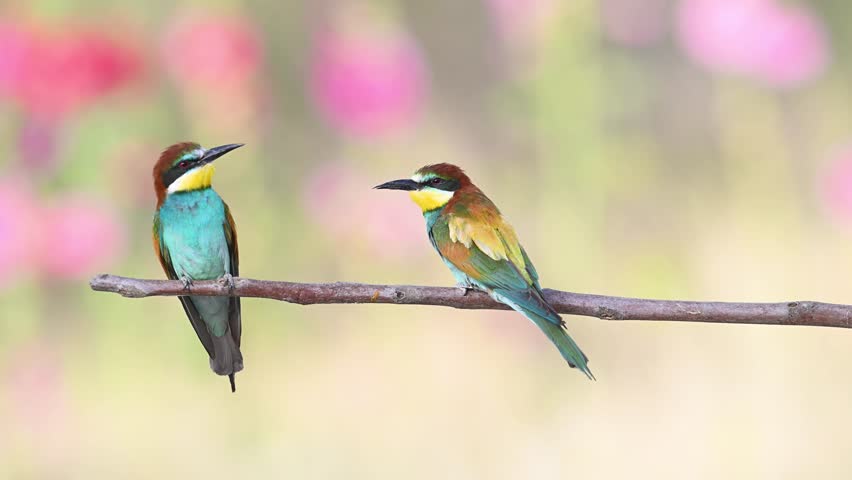 Two colorful European bee-eaters (Merops apiaster) stand side by side on a branch, observing their surroundings against a backdrop of pink flowers and interacting with each other.	
