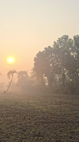 Golden Dawn Over the Village Fields. In the soft morning mist, date palm trees and farmer’s fields emerge under the first rays of the sun, casting a warm golden-red glow across the tranquil rural landscape, capturing the serene beauty of Bangladesh’s countryside at daybreak.