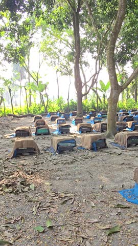 
Dance of the Honey Bees. A close-up video captures the entrance of a single hive, where bees move in harmony, flying in and out, reflecting the intricate rhythm of a thriving forest apiary.