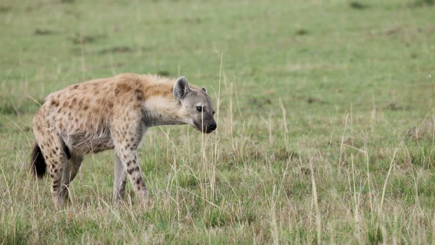 Spotted hyena sniffing grass while scent marking territory