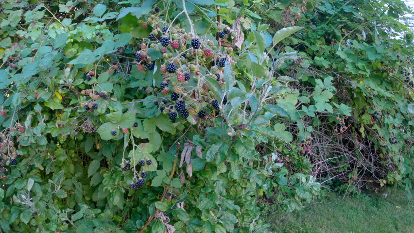 Hand Picking Wild Sweet Blackberries 4K UHD.Picking fresh, ripe blackberries off the bush. 4K. UHD.
